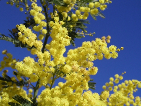 Festa della Donna 8 Marzo