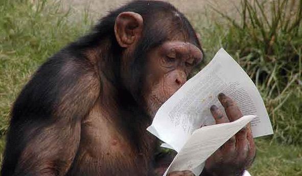 Foto di La Scimmia mentre studia