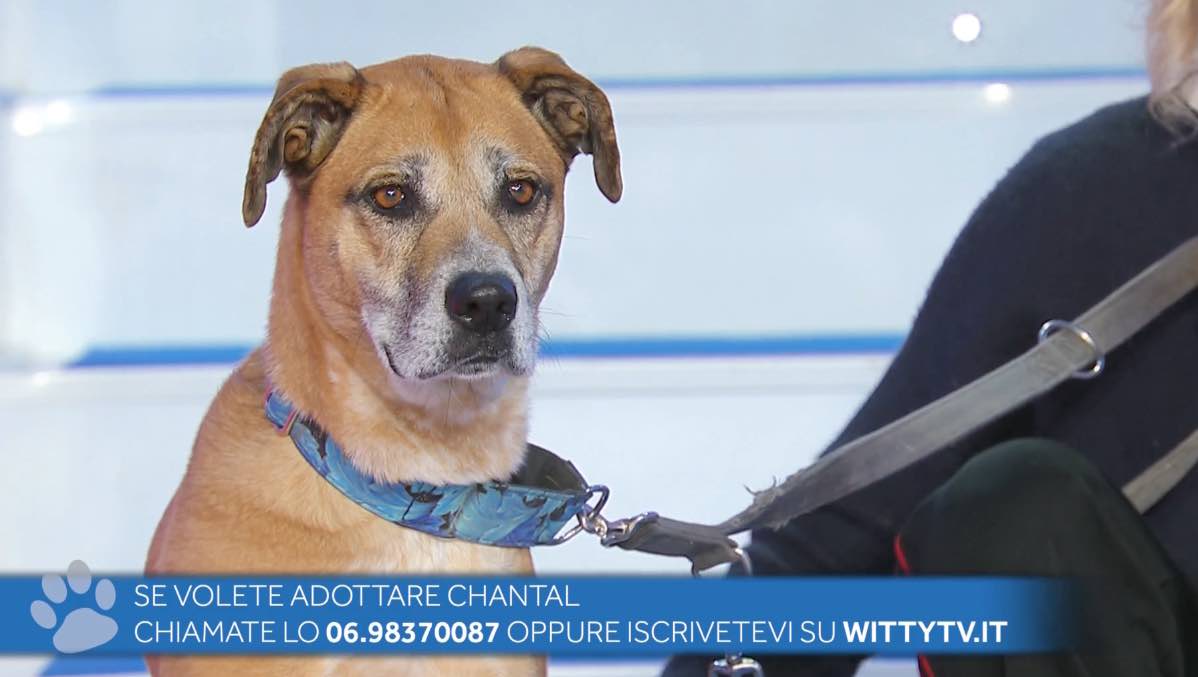 foto cane uomini e donne